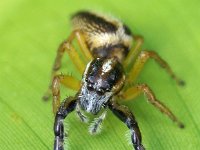 Opistoncus  DSC09436 edit